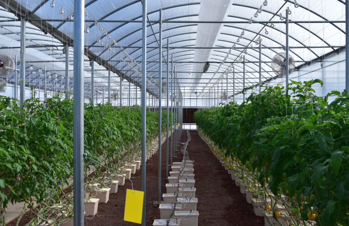 hydroponic greenhouse