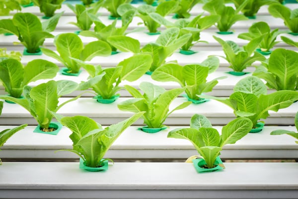 commercial hydroponics