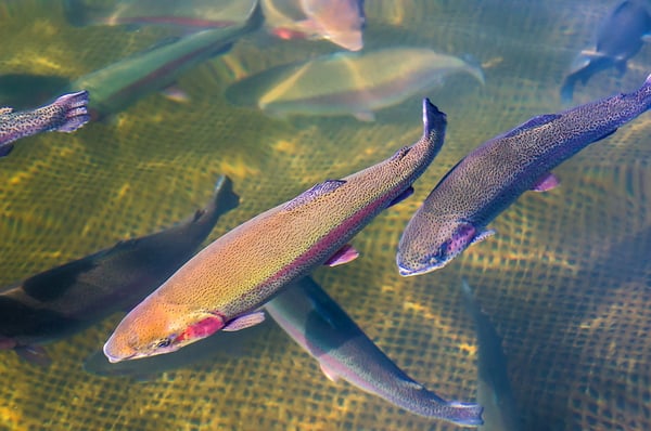 dissolved oxygen in water for aquaculture